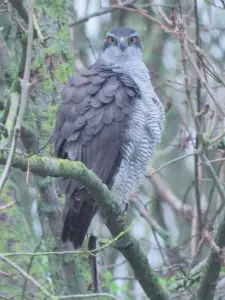 Menno 01 Blik van een Havik